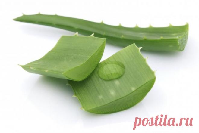 Рецепт "Алоэ, мед, кагор" от пневмонии, для иммунитета