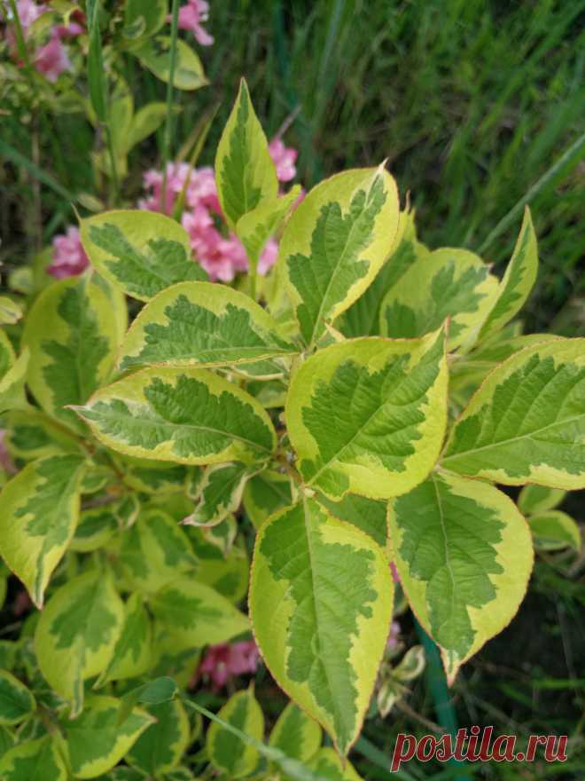 Вейгела цветущая «Волшебная радуга» (Weigela florida «Magical Rainbow»)