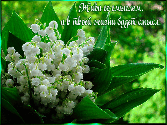 Открытки анимация Живи со смыслом | Открытки анимация