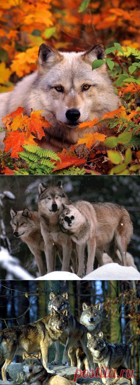 Волки. Законы волчьей стаи.