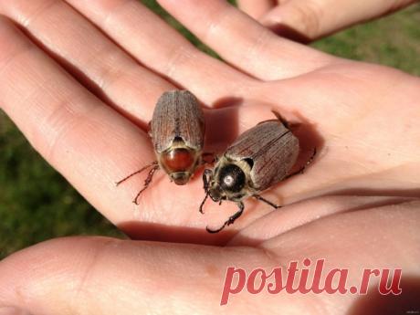 Особенности ловли рыбы на майского жука – Рыбалке.нет