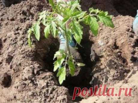 ЧТО НЕОБХОДИМО КЛАСТЬ В ЛУНКУ ПРИ ПОСАДКЕ ПОМИДОРОВ?
Перекопка почвы позволит насыть ее кислородом и уничтожить многих вредителейКакими же удобрениями следует подкормить грунт?
 Внесение фосфорных и калийных удобрений при подготовке почвы для помидор просто необходимо. 
В них нуждается любой состав грунта. Раскидать удобрения поверх земли, затем заняться перекопкой. Если земля кислая, произвести известкование.Также почве требуются органические удобрения и азот, который в больших количествах со