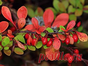 Кустарник барбарис – посадка и уход: размножение барбариса и свойства; барбарис Тунберга – описание