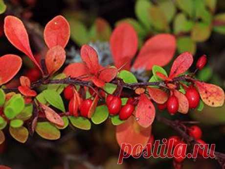 Кустарник барбарис – посадка и уход: размножение барбариса и свойства; барбарис Тунберга – описание