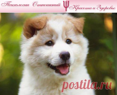 У вас появился щенок | Психология отношений. Красота и Здоровье