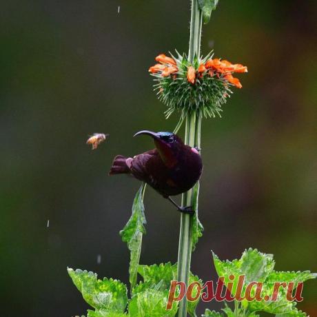 Дикие животные Африки на снимках Стивена Довера