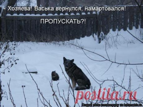 Родительское собрание (котоматрица) | Обхохочешься