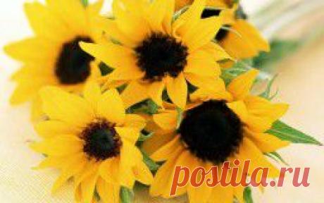 Цветы - обои на рабочий стол.