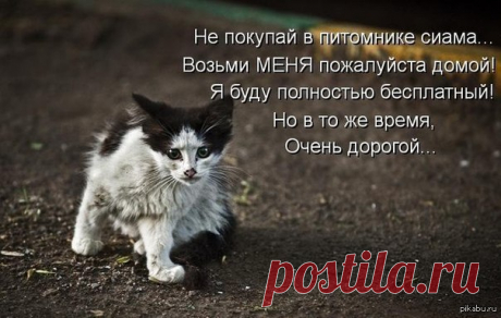 Анастасия-Александровна Разумовская-Волкова