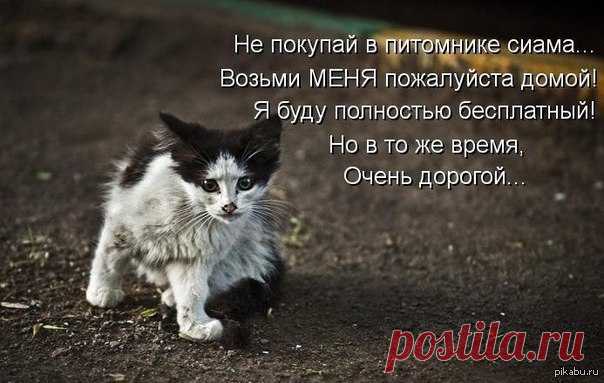 Анастасия-Александровна Разумовская-Волкова