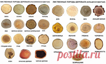 Спилы дерева в оформлении дома и двора: вдохновляющие идеи и тонкости использования