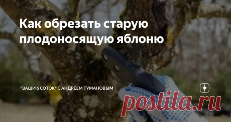 Как обрезать старую плодоносящую яблоню Сохранить старое дерево ради вкусных плодов сложно, но можно. Очень старая яблоня плодоносит, но яблоки висят высоко, снять урожай невозможно. Подскажите, можно ли сохранить наше семейное дерево, к примеру, обрезав его, чтобы упростить уход? Иван Долгополов, г. Ярославль Один из вариантов – снизить крону, удалив все, что располагается выше 2,5–3 м. Убирать надо, конечно, не все подряд, а переведя на боковую ветвь. На столь сильное вм...