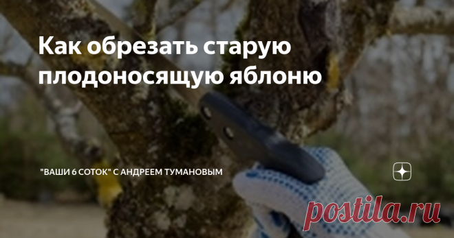 Как обрезать старую плодоносящую яблоню Сохранить старое дерево ради вкусных плодов сложно, но можно. Очень старая яблоня плодоносит, но яблоки висят высоко, снять урожай невозможно. Подскажите, можно ли сохранить наше семейное дерево, к примеру, обрезав его, чтобы упростить уход? Иван Долгополов, г. Ярославль Один из вариантов – снизить крону, удалив все, что располагается выше 2,5–3 м. Убирать надо, конечно, не все подряд, а переведя на боковую ветвь. На столь сильное вм...