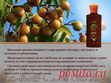 Купить Шампунь на основе мыльного ореха, 300 мл Запорожье и Украине от компании &quot;ТианДе&quot;