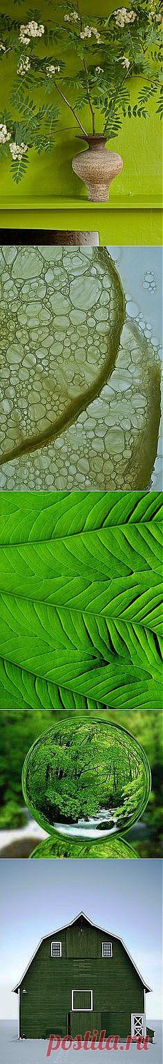 green web | Windows to the Soul