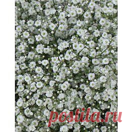 Million Stars - Гипсофила