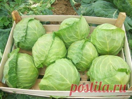 ВСЕ СЕКРЕТЫ ЗДОРОВОЙ КАПУСТЫ | 6 соток