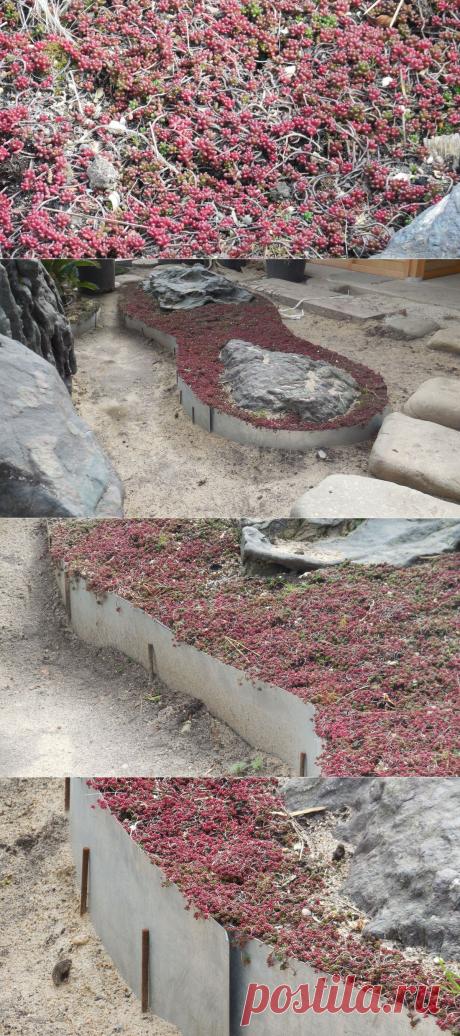 Розовый очиток. Посмотрите как красиво он смотрится с 2-мя большими плоскими черными камнями.Разрастание очитка ограничено металлической полосой, выполняющей функцию бордюрной ленты.До завершения композиции осталось немного: засыпка грунта или песка (отсыпок) до уровня «бордюрной ленты».