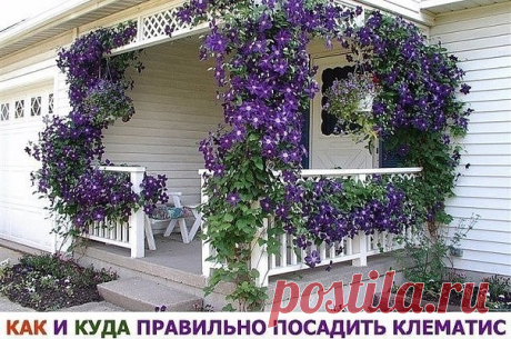 Знаете ли вы, что от правильной посадки клематиса зависит общее развитие и состояние растения? 

Посаженная наспех лиана, ни когда не будет радовать вас пышным цветением. От выбранного вами места для посадки саженца, тоже зависит будущие благополучие растения. Выбор сорта и знания о его биологической особенности, так же будет влиять на конечный результат. Выращивание растений начинается всегда с подготовки посадочной ямы и посадки. Давайте для начала узнаем как правильно п...