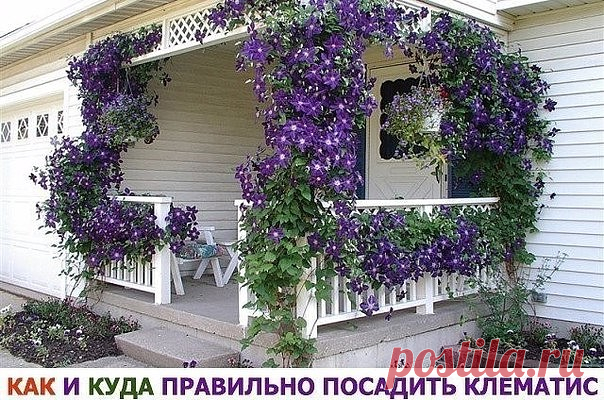 Знаете ли вы, что от правильной посадки клематиса зависит общее развитие и состояние растения? 

Посаженная наспех лиана, ни когда не будет радовать вас пышным цветением. От выбранного вами места для посадки саженца, тоже зависит будущие благополучие растения. Выбор сорта и знания о его биологической особенности, так же будет влиять на конечный результат. Выращивание растений начинается всегда с подготовки посадочной ямы и посадки. Давайте для начала узнаем как правильно п...