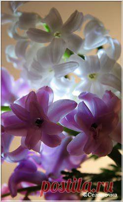 Выгонка цветов зимой » Селяночка - портал для фермеров, сельское хозяйство, животноводство, птицеводство, пчеловодство, земледелие, рыбоводство, грибоводство, форум фермеров