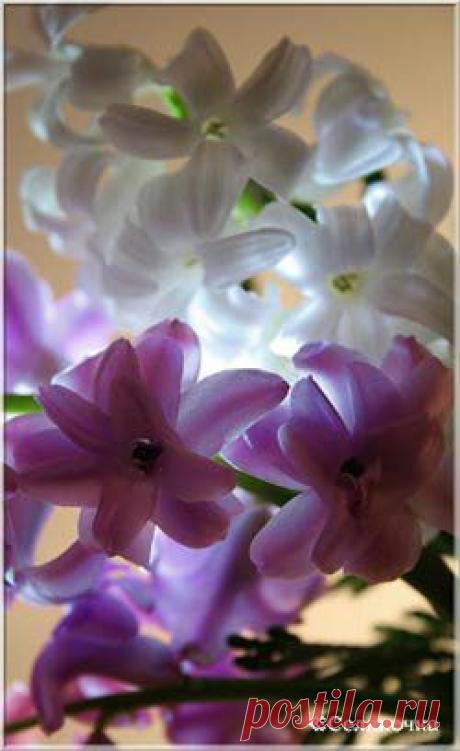 Выгонка цветов зимой » Селяночка - портал для фермеров, сельское хозяйство, животноводство, птицеводство, пчеловодство, земледелие, рыбоводство, грибоводство, форум фермеров