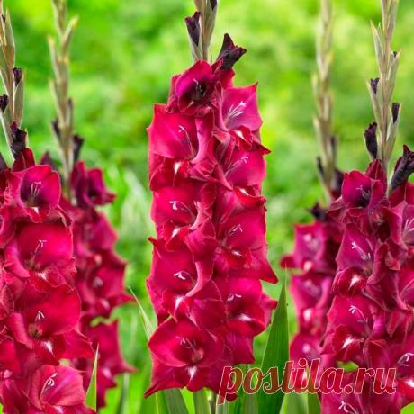 Многолетний садовый цветок Гладиолус (Gladiolus). Семейство: касатиковые (Iridaceae)

Синонимы: шпажник

Не зимующий клубнелуковичный многолетник. Клубнелуковица репчато-округлая, диаметром 2-7 см, снаружи покрыта 2-3 сухими чешуями, образуется ежегодно на базальной части растущего стебля. Листья мечевидные или лилейные, зеленые или сизо-зеленые, длинной 40-60 см. Цветки воронковидные с волнистым краем, очень разнообразные по форме и окраске, от 5-6 до 14-16 см в диаметре.