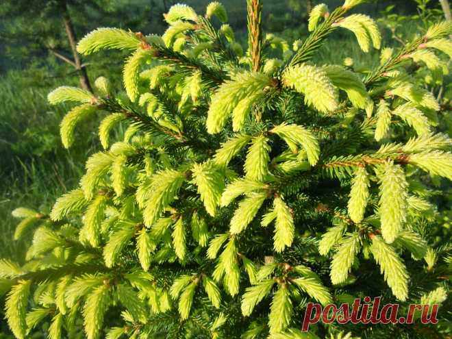 LIAUDIES IŠMINTIS PATARIA (pagal B. Martišienės knygą): PERŠALIMAS, ANGINA, PLAUČIŲ UŽDEGIMAS, BRONCHITAS - EGLĖS ŪGLIUKAI