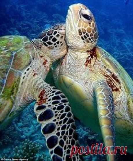 (598) Pinterest
