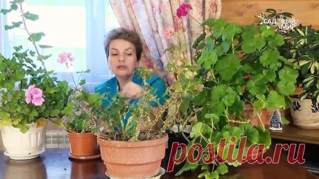 Почему вытягиваются герани Как ухаживать за пеларгонией зимой