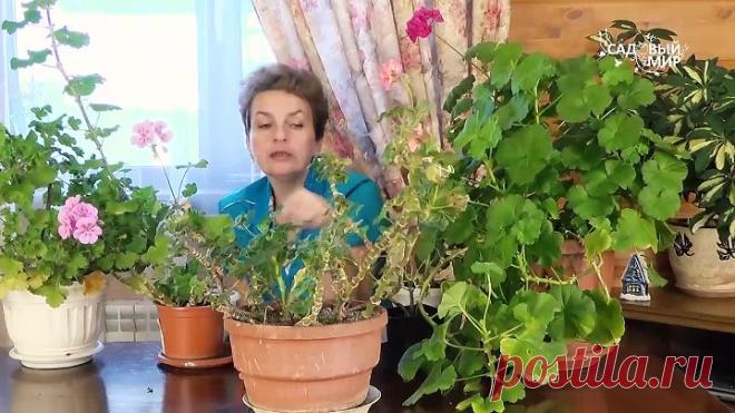 Почему вытягиваются герани Как ухаживать за пеларгонией зимой