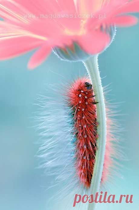 (523) Pinterest