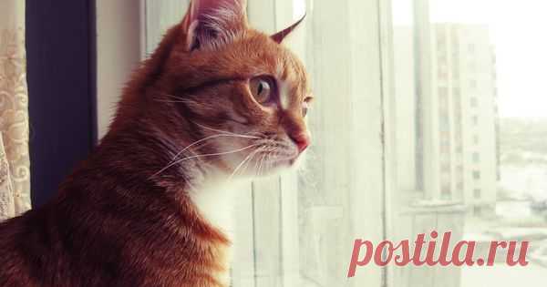 Что делают коты, когда нас нет дома: топ-10 популярных занятий Топ-10 дел, которыми занимаются коты дома в наше отсутствие. Иногда хозяева наблюдают последствия занятий своего кота в их отсутствие невооружённым глазом: порванные обои, подранная мебель, разбитые цветочные горшки. Но порой все вещи на местах, а в доме порядок. Но это вовсе не означает, что любимец весь день спал. Установленные владельцами котов камеры в доме помогли определить самые частые занятия питомцев, ...