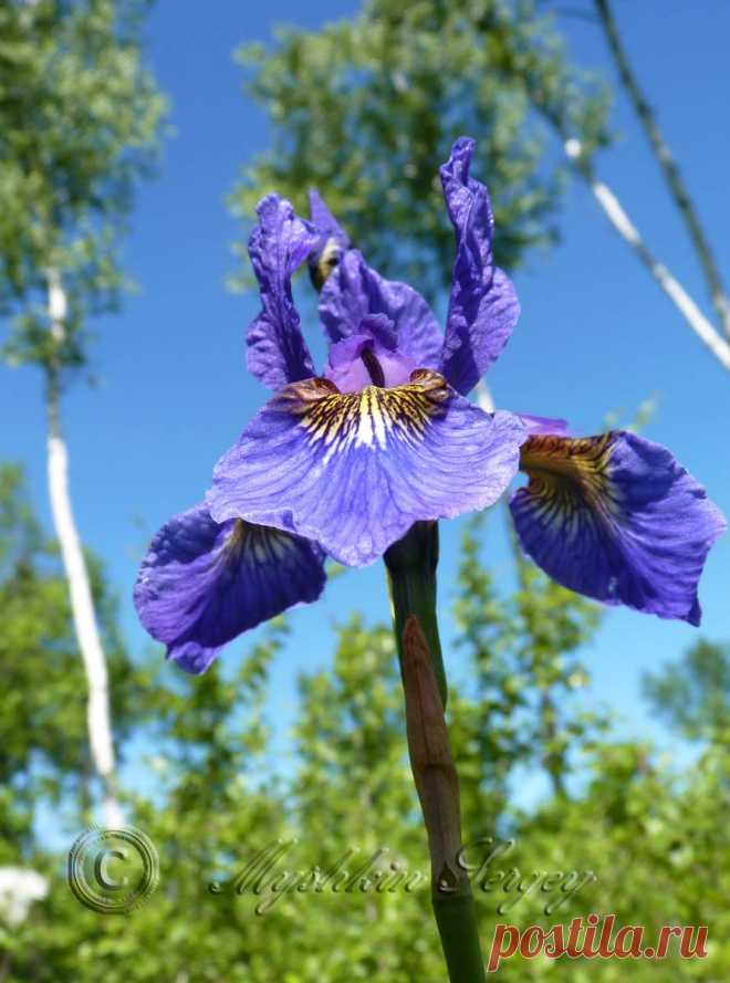 ирис, амурская обл.2913г.