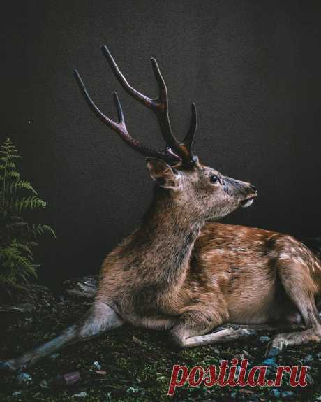 Pangeen Majestic by Elia Caterina