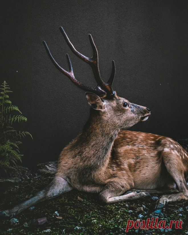 Pangeen Majestic by Elia Caterina