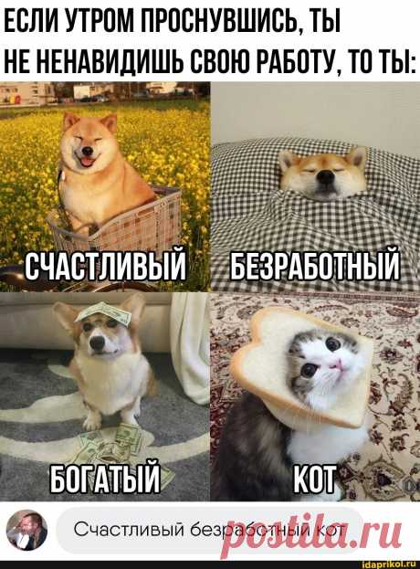 ЕСЛИ УТРОМ ПРОСНУВШИСЬ, ТЫ ЕНЕНАВИДИШЬ СВОЮ РАБОТУ, ТО ТЫ: СЧАСТЛИВЫЙ БЕЗРАБОТНЫЙ БОГАТЫЙ КОТ Счастливый безработный кот - ) / АйДаПрикол .)