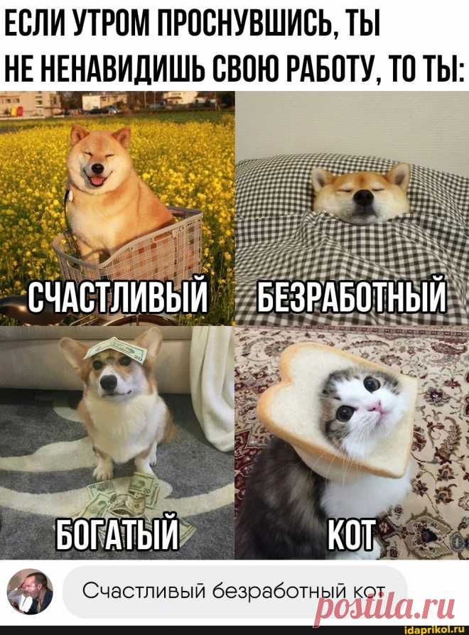 ЕСЛИ УТРОМ ПРОСНУВШИСЬ, ТЫ ЕНЕНАВИДИШЬ СВОЮ РАБОТУ, ТО ТЫ: СЧАСТЛИВЫЙ БЕЗРАБОТНЫЙ БОГАТЫЙ КОТ Счастливый безработный кот - ) / АйДаПрикол .)