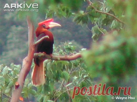 arkive animals - Поиск в Google