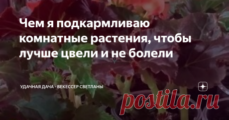 Чем я подкармливаю комнатные растения, чтобы лучше цвели и не болели 
Работы очень много в саду и огороде, но не забываем и о комнатных растениях.
Они тоже нуждаются в уходе и любят разные вкусняшки.
Хочу поделиться рецептами подкормки, которые применяю сама. И мои цветы хорошо цветут и мало болеют.