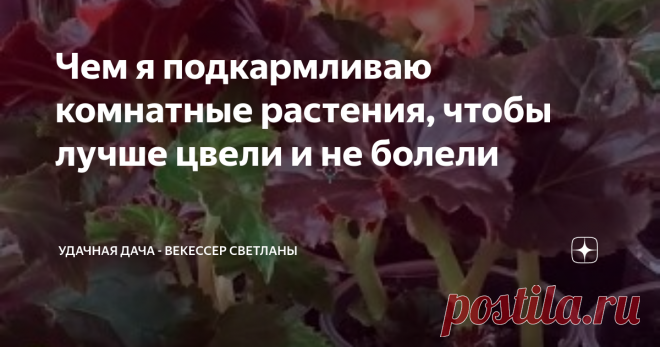 Чем я подкармливаю комнатные растения, чтобы лучше цвели и не болели 
Работы очень много в саду и огороде, но не забываем и о комнатных растениях.
Они тоже нуждаются в уходе и любят разные вкусняшки.
Хочу поделиться рецептами подкормки, которые применяю сама. И мои цветы хорошо цветут и мало болеют.