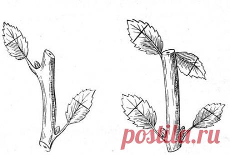 Размножение черенками