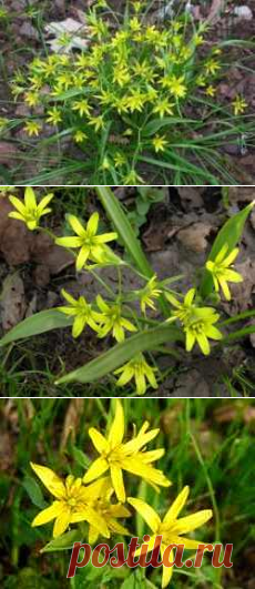 Гусиный лук цветет весной. Гусиный лук: фото и описание, полезные свойства и показания к применению. Места произрастания и виды