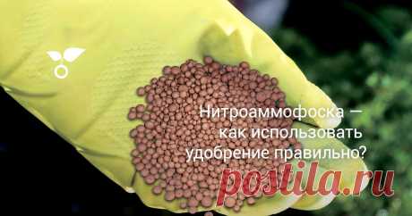 Нитроаммофоска — как использовать удобрение правильно? Нитроаммофоска – одно из наиболее известных удобрений, выпускаемое в виде гранул, имеющих розово-молочный цвет. Благодаря использованию нитроаммофоски можно получить полноценный урожай и добиться хорошего развития растений. Как правильно использовать нитроаммофоску, расскажем в статье.