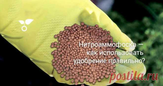 Нитроаммофоска — как использовать удобрение правильно? Нитроаммофоска – одно из наиболее известных удобрений, выпускаемое в виде гранул, имеющих розово-молочный цвет. Благодаря использованию нитроаммофоски можно получить полноценный урожай и добиться хорошего развития растений. Как правильно использовать нитроаммофоску, расскажем в статье.