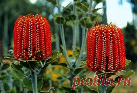 Banksia