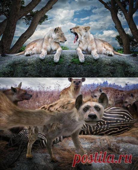 Сюрреалистические фотографии животных.