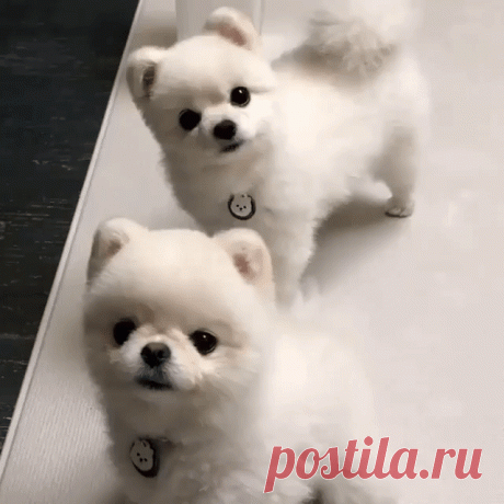 Что, хозяин, надо?!