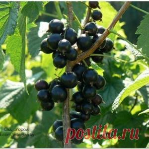 Правильный уход за смородиной