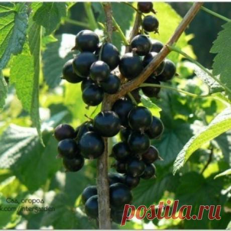 Правильный уход за смородиной